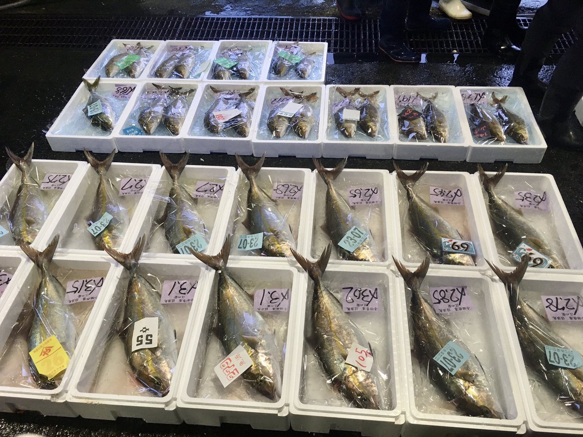 魚菜屋 天然鮮魚専門店 休み明け小田原 小田原朝どれ 活魚 カイワリ 本カワハギ ウスバハギ キビレカワハギ 真鯛 コショウダイ イボダイ 赤ハタ ガンゾウビラメ ワタリガニ他 活〆 カンパチ ブリカン ブリとカンパチなあいのこ