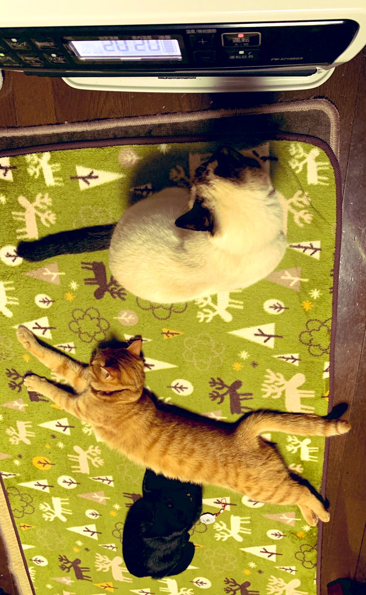 T❗❗❗
T-TT-T.T.T.T~♪♪♪
#おはようございます ☀️
#月曜の朝
#ねこのいる暮らし
#シャムミックス
#茶トラ
#黒猫
#猫大好き
#猫好きさんと繫がりたい https://t.co/LkhWqnS1xF