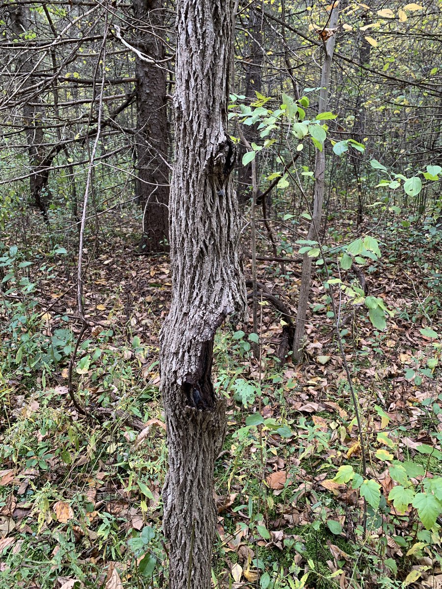 lmadronic's tweet photo. @outdoor_ed we found this #monstertree on a hike in Kitchener #screamingtree @cdcwrdsb https://t.co/NoOuNTzh09