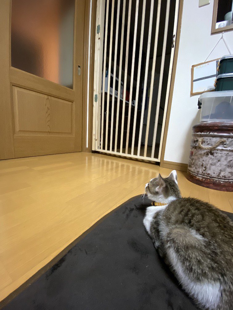 おはようございます☀
無事昨日ごま侵入柵が完成し、途方に暮れる我が家の猫をお届けいたします。
#ねこのいる暮らし
#猫好きさんと繋がりたい
#DIY https://t.co/XIHCxl6CD5