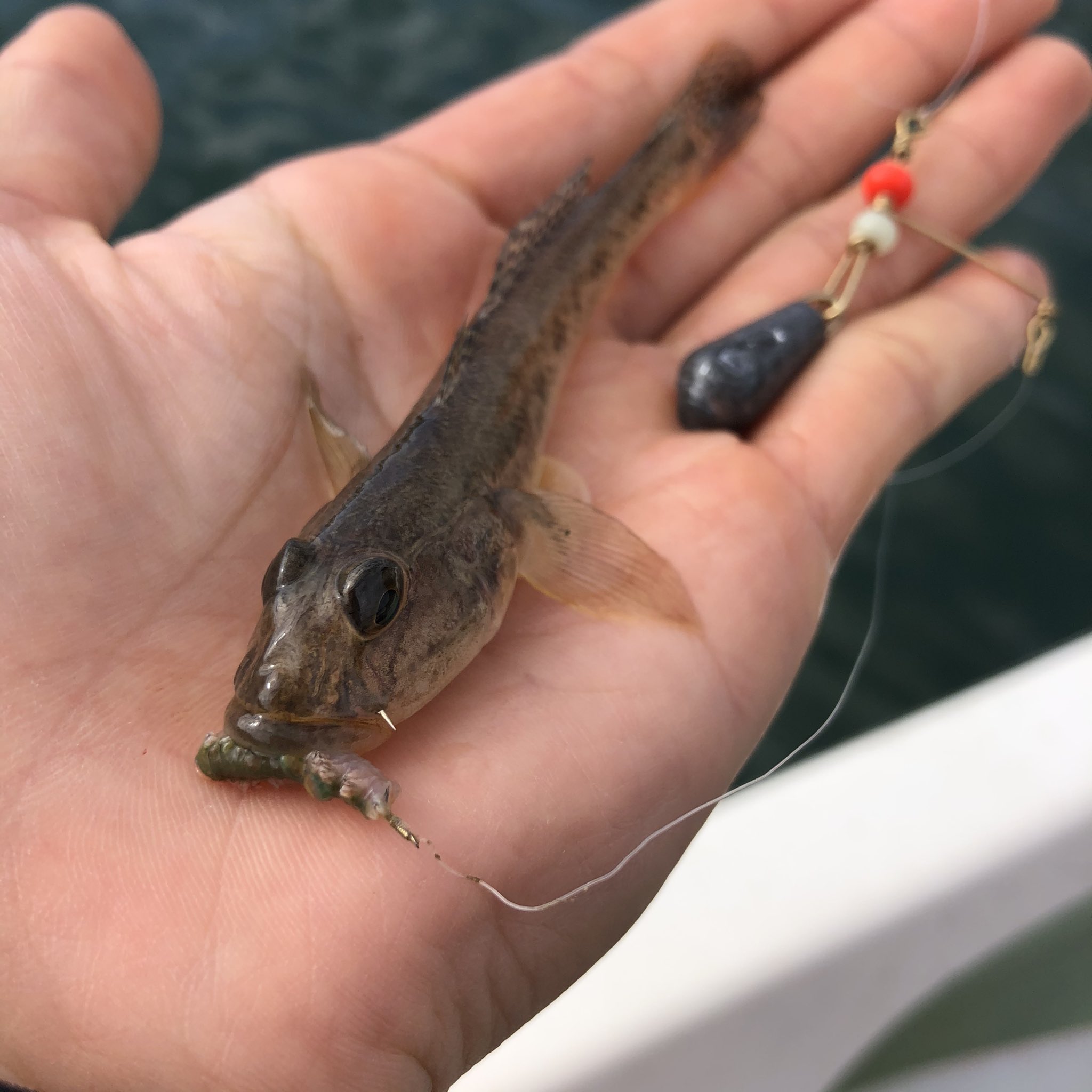 杉野 美星 びっちゃん おはうぃ 可愛いハゼちゃん 沢山遊んでくれてありがとう 今日から1時間登校時間が早まり 授業時間も5分延びます また1週間 がんばります T Co Jv2d2hicln Twitter