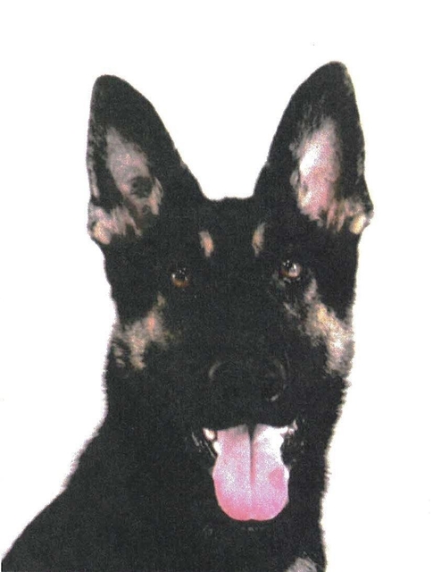 弁財天 クレバ フォム フンデ シューレがリードを振り切って逃げたw Update5