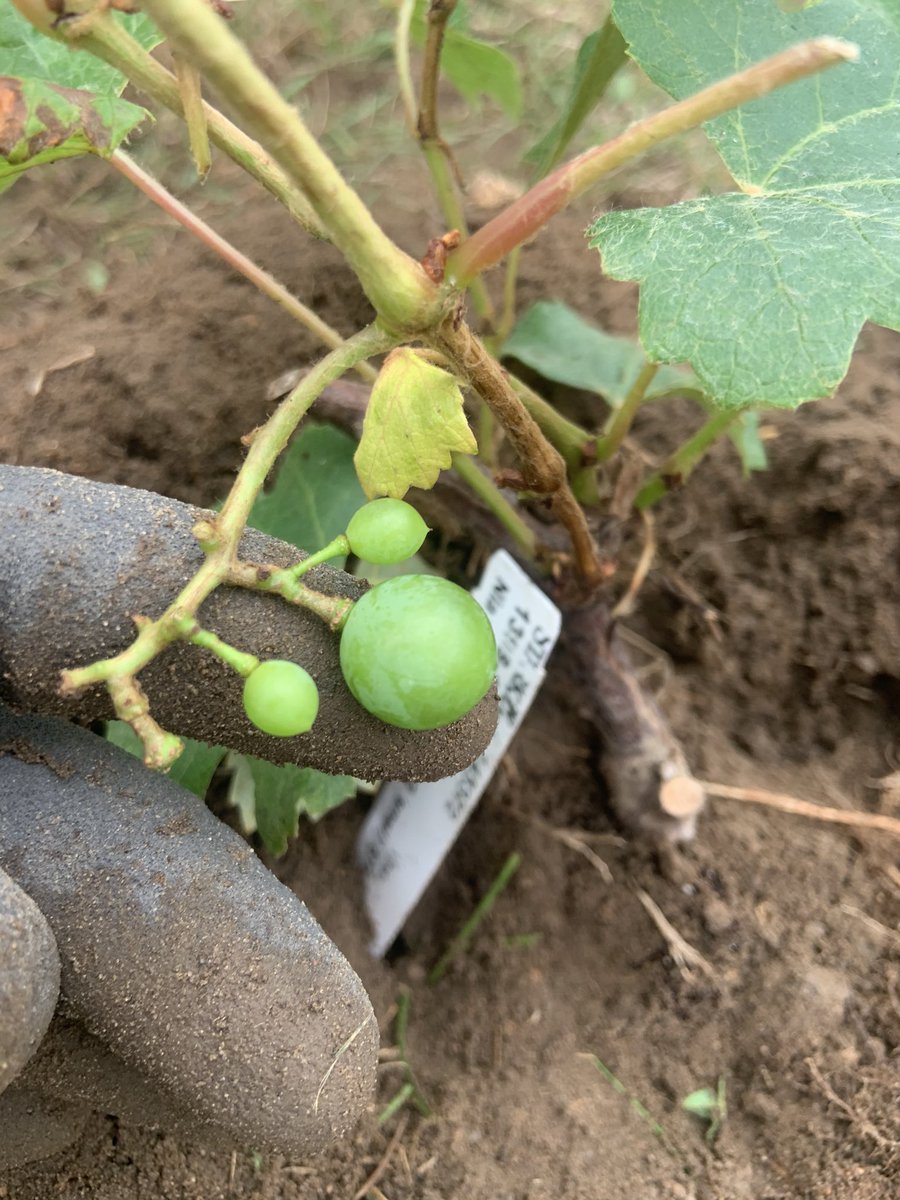 ChurchVonny's tweet photo. Niagara grape vine planted today https://t.co/d6M66ramv9