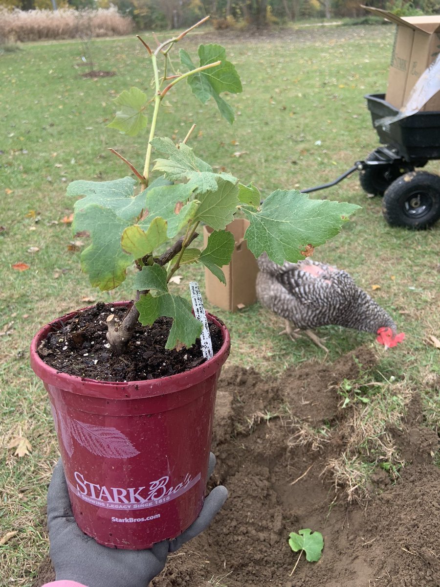 ChurchVonny's tweet photo. Niagara grape vine planted today https://t.co/d6M66ramv9