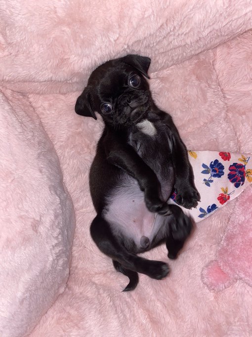 Milk wasted ? #Sasha https://t.co/b19G5F4J9R