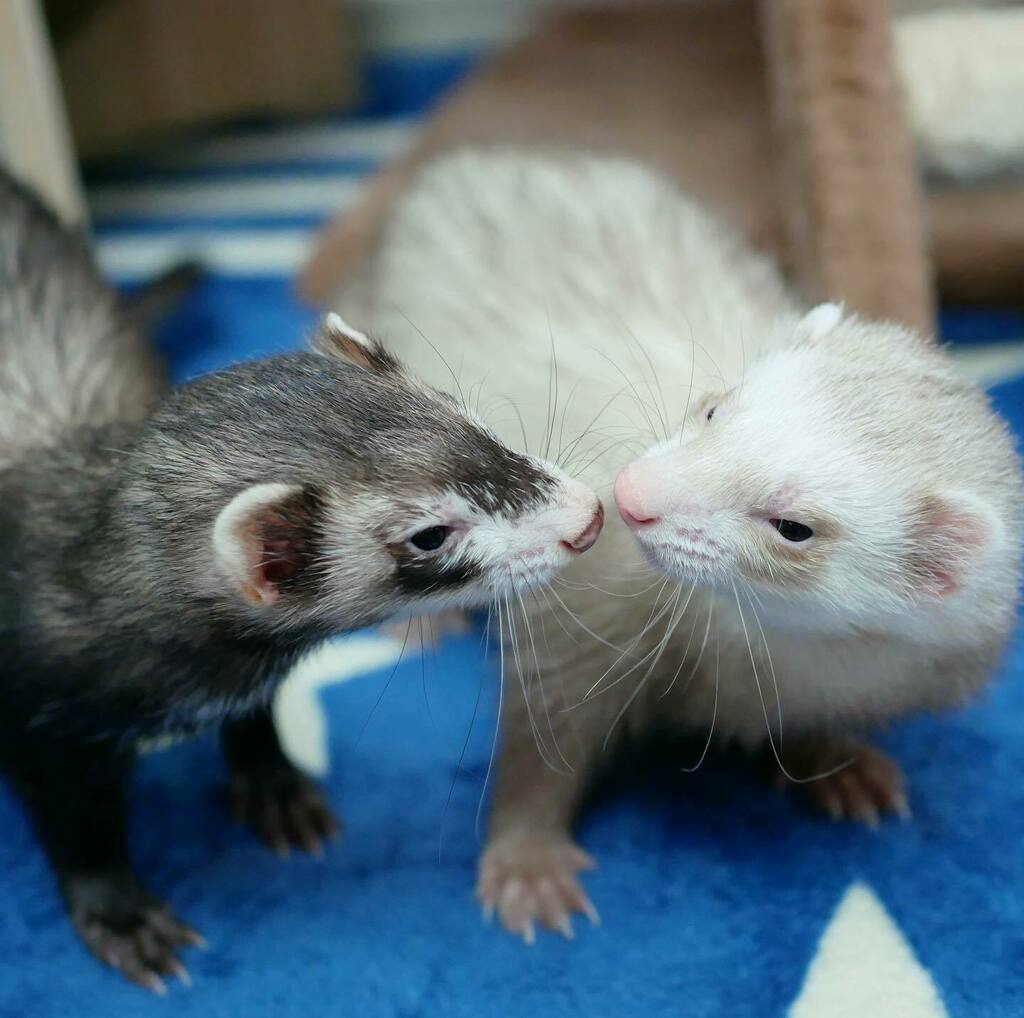 今週もふたりで仲良く留守番よろしくね!
#ferret #pet #petstagram #instaferret #ferretgram https://t.co/RAlTWs026X https://t.co/LsGOpI3VKP
