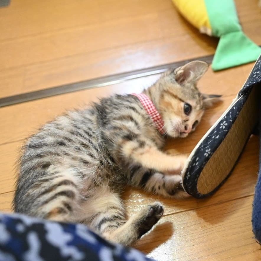 3ヶ月ほどの前の写真から。
#うみ #猫 #cat #ねこのいる暮らし
https://t.co/dHmXV9MP31 https://t.co/6PpEHtcDUb