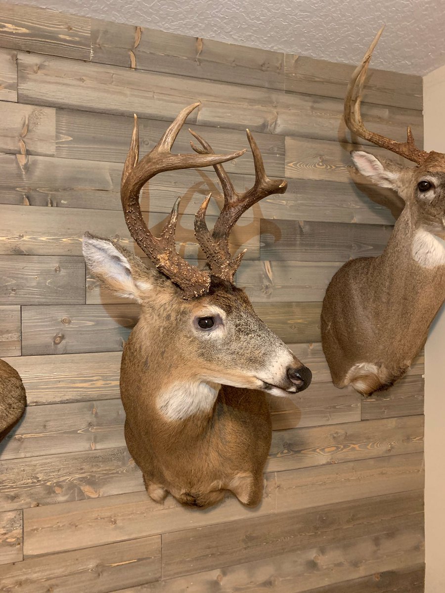 WhitetailGuru's tweet photo. Thank you @waynekellytaxidermy for a job well-done on my 2019 buck and a great memory of this hunt.
#whitetail #deer #photography #outdoorphotography #wildeats #nativeforage #whatgetsyououtdoors #venison #trailcamera #Georgia #Georgiahunting #archery https://t.co/tTchdebiYv