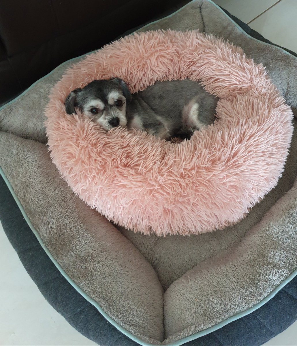 CarolLuvvie's tweet photo. My bed in a bed. I love my calming pink bed, it's so soothing. ��❤ #Lucy #calmingbed #dogsoftwitter https://t.co/4IdpdHlnGZ
