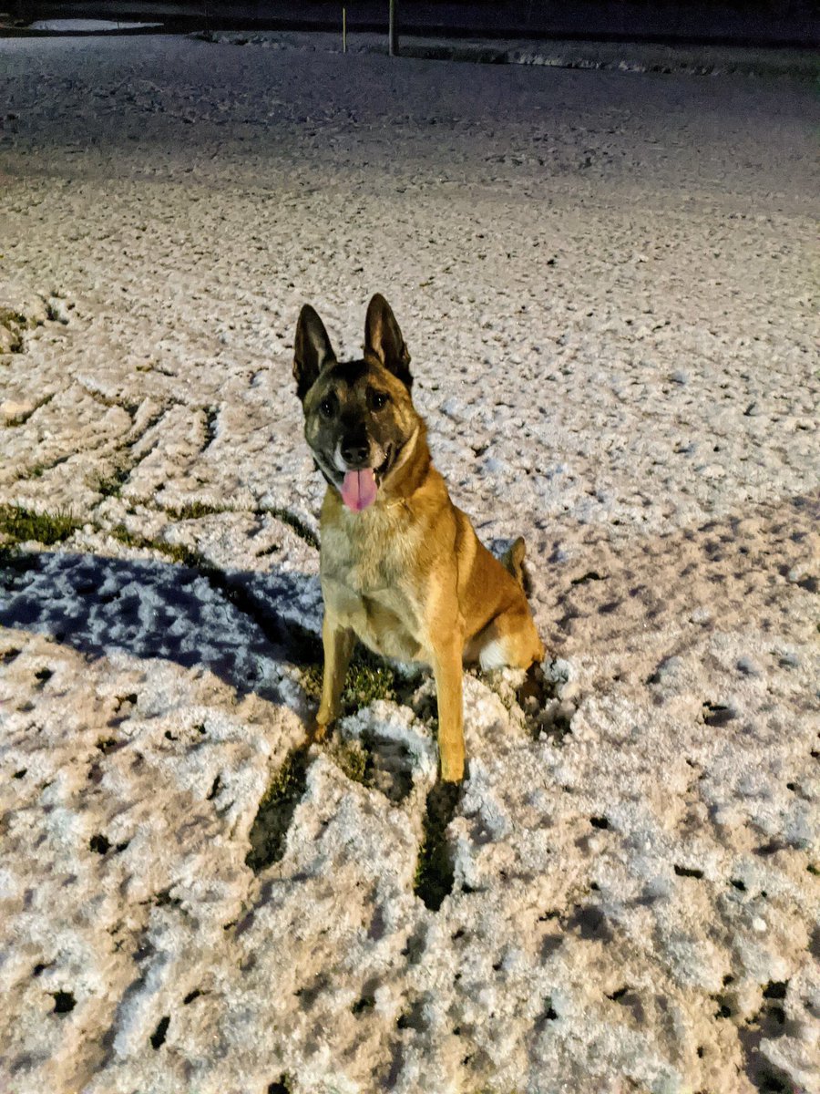 outagamiek9unit's tweet photo. #K9Arko forgot what this cold white stuff is! Happy First snow fall. Arko wants to remind everyone to dress warm, drive slow, & stay safe. 💙❄️☃️🐾🐶 #WIwinter #PolicePup #K9 #Snow https://t.co/1rYWqYrhdl
