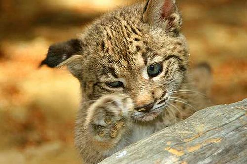 La población del lince ibérico alcanza los 900 ejemplares en el sur de España y Portugal, en 2002 solo había 94.