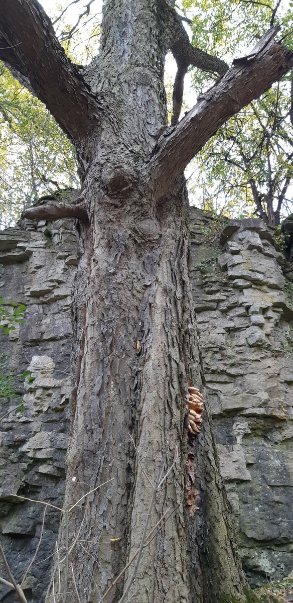 #MonsterTreesWRDSB 
330 cm -  found on the River trail on rare property