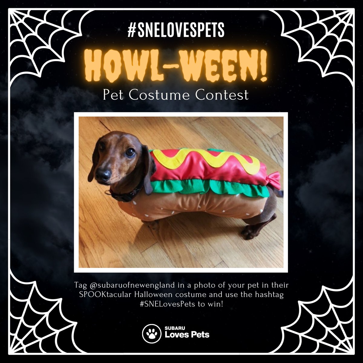 No tricks, just treats. It's the final week of #SNELovesPets – and it's almost HOWL-ween! 🎃 Tweet us with a photo of your pet in their SPOOKtacular Halloween costume and #SNELovesPets to be entered to win a #SNELovesPets prize!