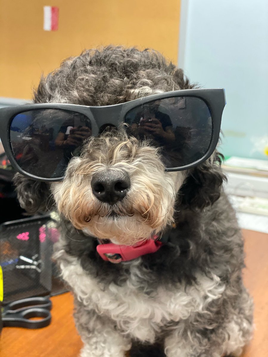 Photos of the year ? Bella rocking some cool glasses 🤓. #petsofinstagram #pets #petstagram #dogsoftwitter #dogs #DogLife #dogdad #poodle https://t.co/RwsUJquyZ9