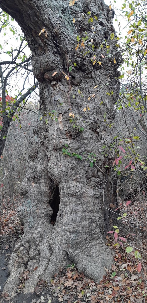 #MonsterTreesWRDSB 

390 cm - a popular tree found at the start of the Woodland trail on rare property.