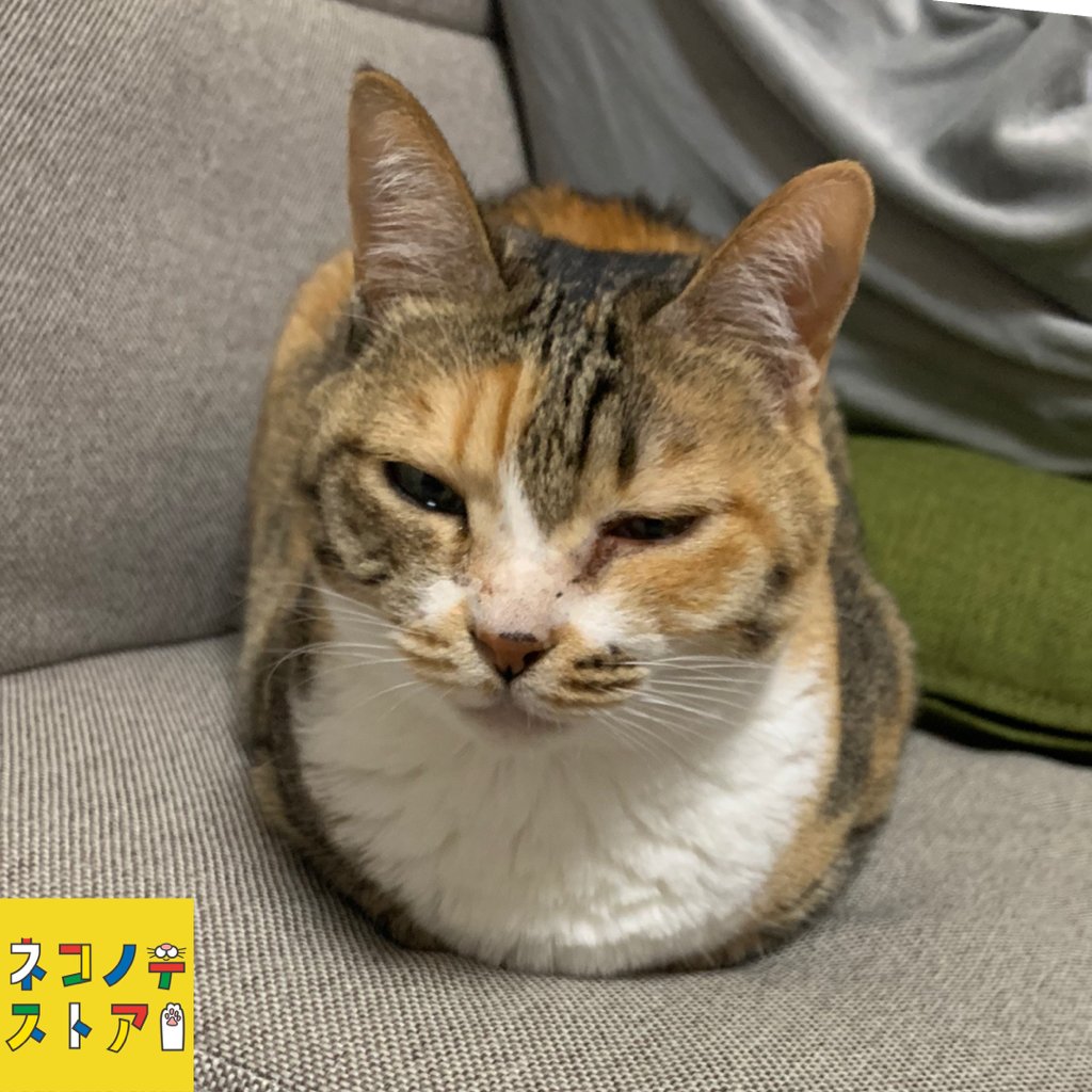 おはようございます🌈
月曜日ですね💪
晴☀️
手がどこかに消えてしまった猫ちゃんです🐈💕
本日もネコノテストアをよろしくお願いします😊
#ネコノテストア
#猫好きさんと繋がりたい
#にゃんすたぐらむ
#猫と暮らす #猫部
#ねこのいる暮らし
#企業公式が毎朝地元の天気を言い合う
#ネコチャン https://t.co/N5iItNZgLM