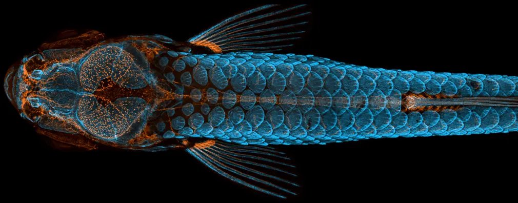ZebrafishRock's tweet photo. #DanioDigest Thread (October 11 – 24)

@DanCastranova, @SamasaBakary and #WeinsteinLab win top prize at 2020 @NikonSmallWorld Photomicrography Contest.

Prof. Paul Riley (@GroupRiley) appointed Director of Oxford’s Institute for Developmental and Regenerative Medicine.

1/20 https://t.co/sWYaTaEYXW