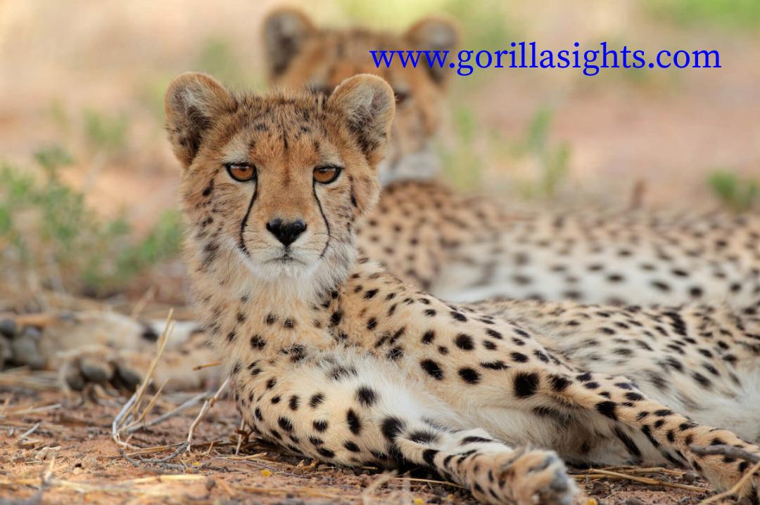 gorillasights's tweet photo. What about coming out in this pandemic and find our selves lost with these fastest Land animals . Cheetahs are well known for their speed and they can run 80 to 120 km/h
#Cheetah #Kidepo #VisitUganda #TravelSoon #Phographers
๐https://t.co/7Ucveb5D9k
info@gorillasights.com https://t.co/WXit452bj5