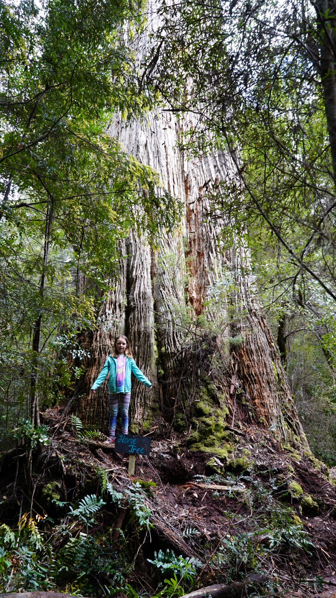 TassieWild's tweet image. Funny you should mention Avatar, Lidia - hundreds of people gathered in the Florentine forests in lutruwita/Tasmania on Sunday pledging to protect a big tree - called Home Tree - part of an old growth rainforest that&apos;s due to be woodchipped this summer... #politas