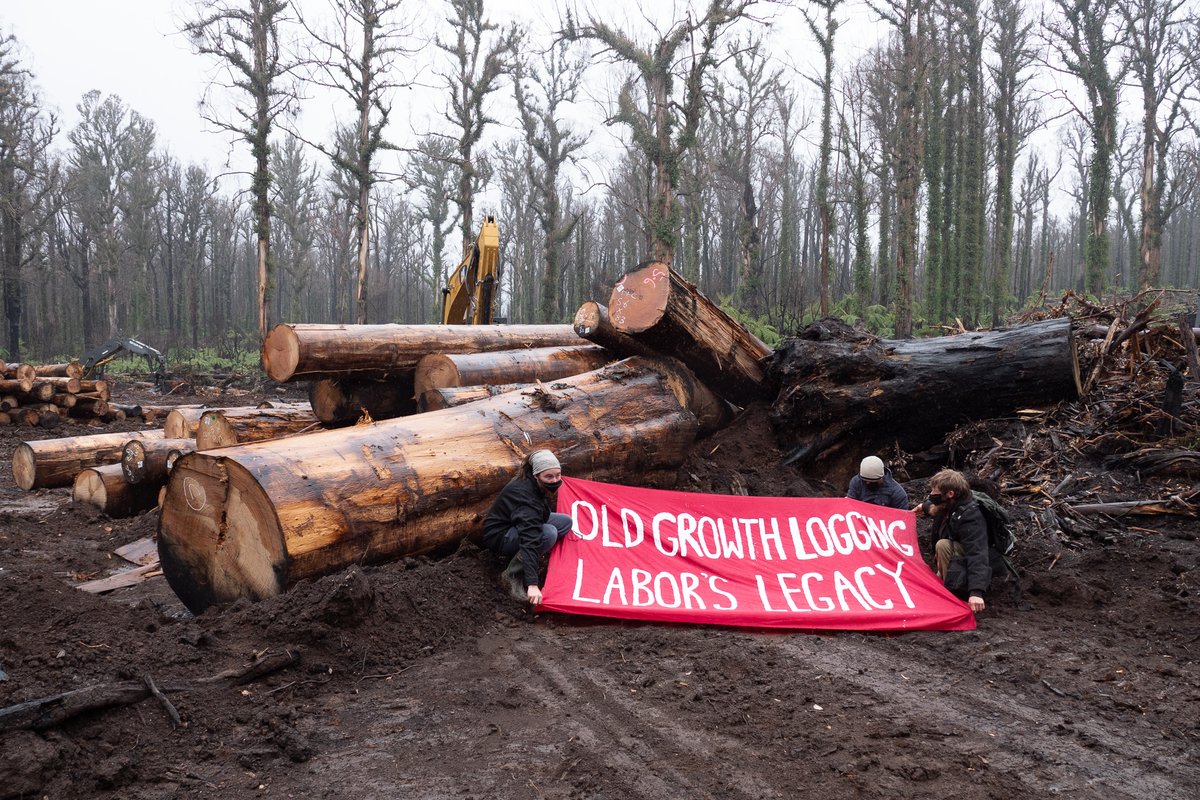 eastgippyforest's tweet photo. Goongerah locals on Mt Jersey in East Gippsland where Dan Andrews gov is logging recovering forests close to their town &amp; knocking down massive old trees which are critical for surviving wildlife. The bushfires should've been a wake up call, we need transition out of logging now. https://t.co/X8lSTrWn8t