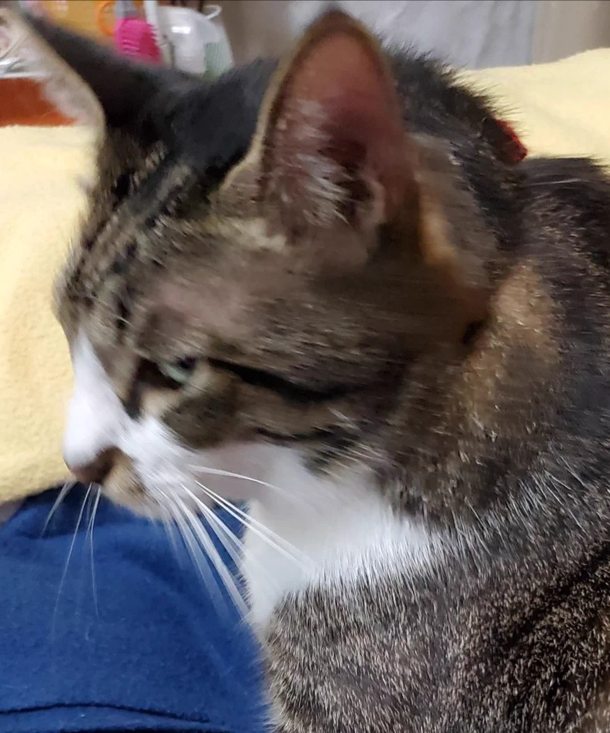 @xsakuradrop @oshio_dayo ねこ : この人間は私に何かをしている。何だろうね? 