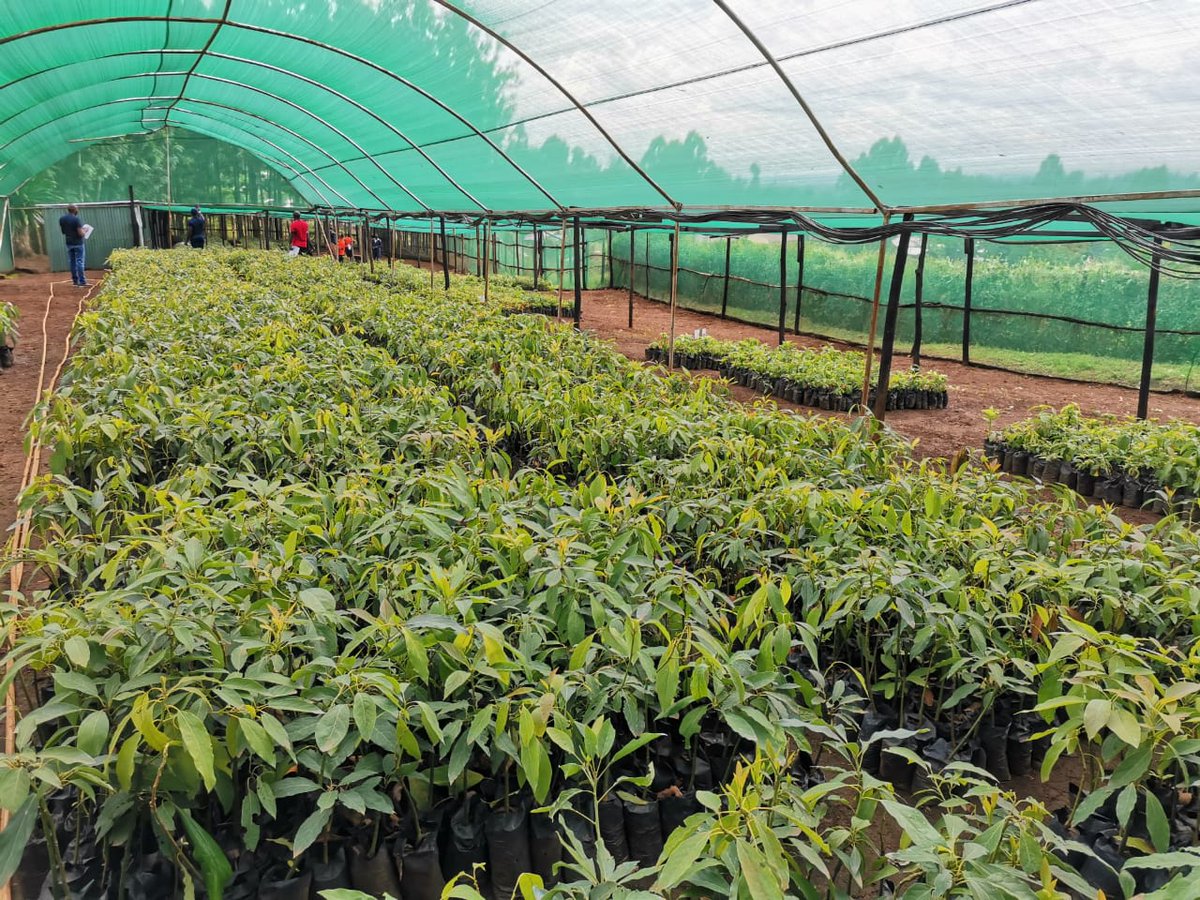 DecupleL's tweet photo. Ready Hass Avocado seedlings for transplanting to your  Farm.
Call us and make your order on  0700 184 144 or visit our website https://t.co/3j4UKXZXlA  for more details. https://t.co/7wMlbSTQ8F