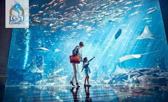 greatdealsae's tweet photo. The Lost Chambers Aquarium At Atlantis The Palm
From 60 AED | ✆ 04-4563305 | 🌐 https://t.co/vsd2ZVZ0A6
🎫 Get Your Vouchers Here ➡ https://t.co/Qzzt0LcZdE
🆓 👉 Apple https://t.co/BpTYdKl0YA
🆓 👉 Android https://t.co/f7xt0dWtWI
#LostChambers #aquarium #atlantisthepalm https://t.co/Kdn7xkVaWV