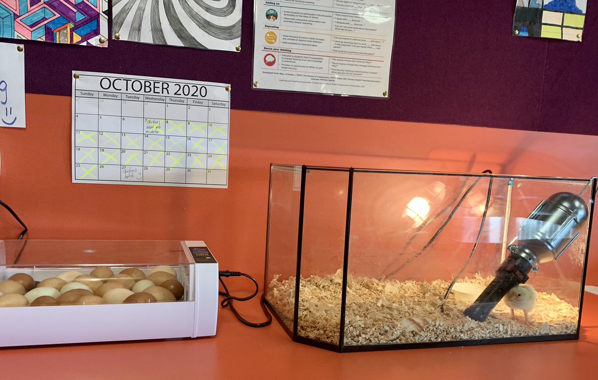 5/6 Zimbabwe have been incubating chickens for the past 3 weeks. One decided to come a couple days early.
@AlstonvillePS