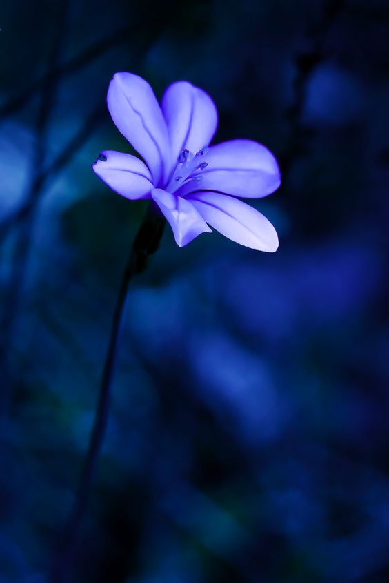 KatanaHugo's tweet photo. Just one flower
#photos #photography #flower https://t.co/aC7cDCTkFA