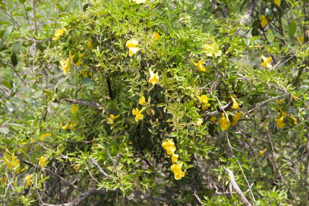 skywaytrails's tweet photo. Whether you're in the air or on the ground, beauty abounds at #SkywayTrails

Book now: https://t.co/aokXt8Qkk3 https://t.co/AoC8lvatJd