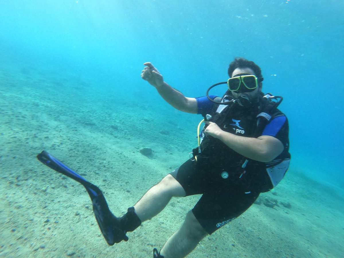 DiveOrca's tweet image. 