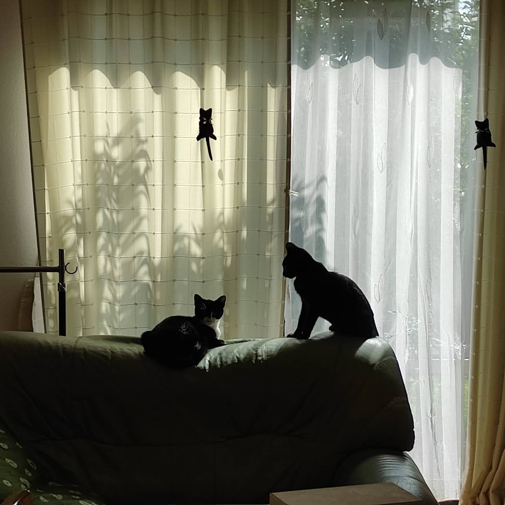 『ねこのいる景色』
アマで写真家でもない人が撮りました📷️✨
#ねこと暮らす #黒猫好き #ねこすたぐらむ #ねこのいるくらし #ねこのいる暮らし #ねこで埋めつくす #くろねこらいふ https://t.co/k9IRicCl6f https://t.co/rbj7Az7kAK