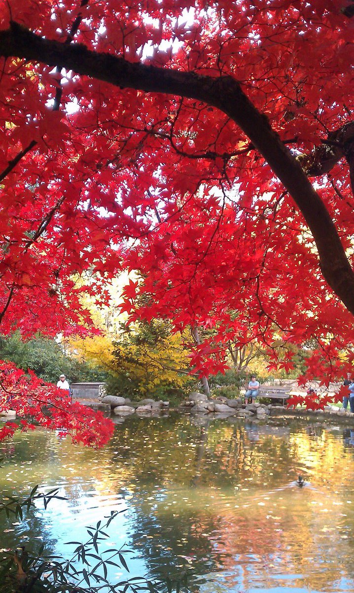wildernessofzin's tweet photo. Lithia Park ❤️🧡 https://t.co/1x9HVAQMHJ