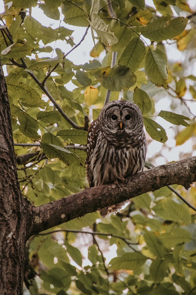 livandy_'s tweet photo. Look at me, obsessed with an owl now. You can stay in my backyard all you want ❤️🦉 https://t.co/7DWd6IIHH9