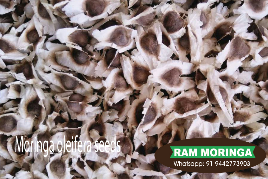rm_exports's tweet photo. Moringa tree for sale(sajan plant)-buy moringa plant seeds online
https://t.co/w76I2grsQK
#Moringatree, #drumsticktree, #buymoringaplant, #saijanplant, #murungaiplant, #agriculture #organic https://t.co/JerLb4aTn9