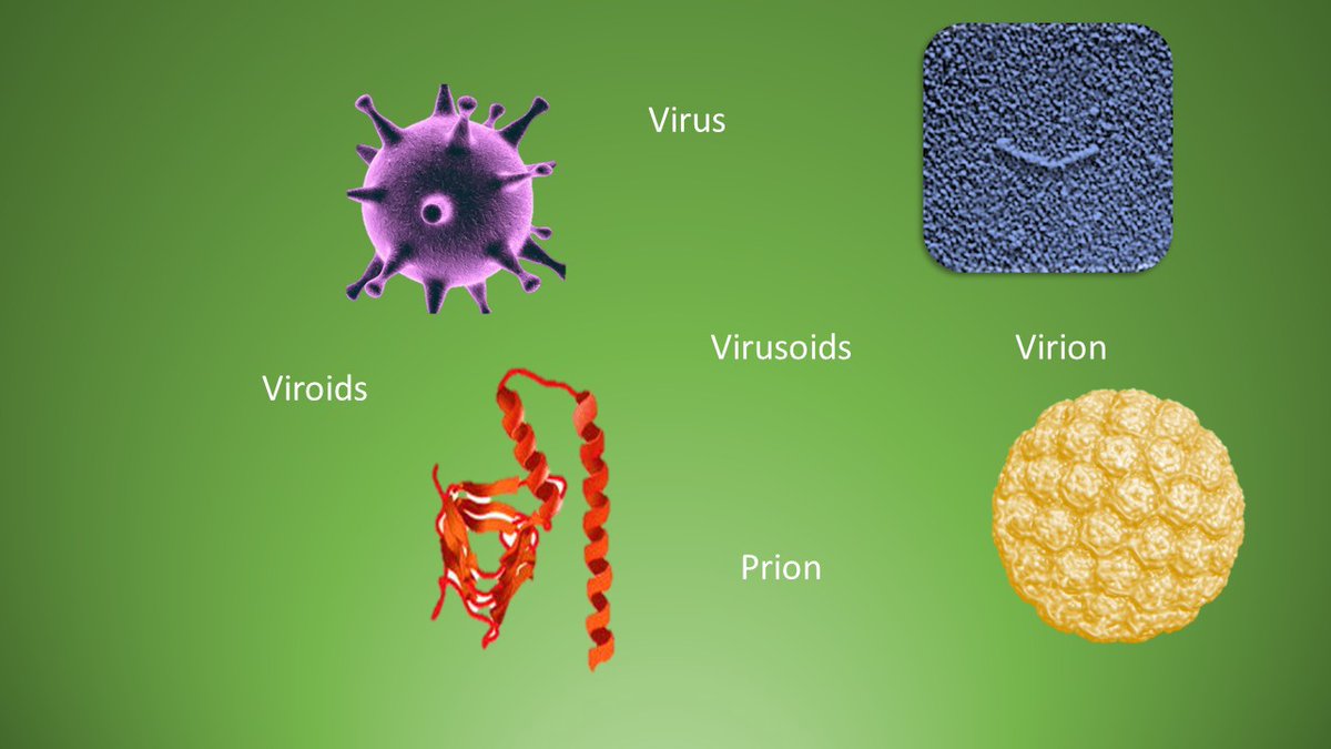 Viruses evolved from viroids. They differ in that viruses evolved protein coats to protect the RNA from nucleases. Life has evolved many tools to target and destroy naked viroids and one of them are RNases. These digest RNA into smaller nonfunctional pieces.