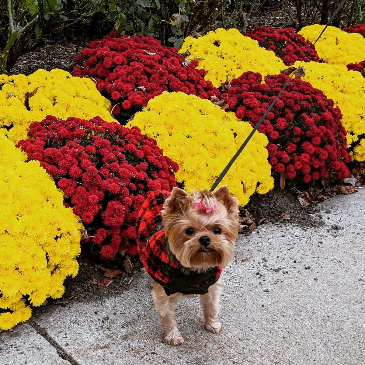EChatsworth's tweet photo. Boo enjoying her afternoon walk! #yorkie #fall #authorbuddy https://t.co/Ne9dUNwvlb