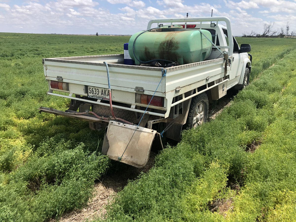 Chaffline spraying to take out the barley before seed set turned out pretty well