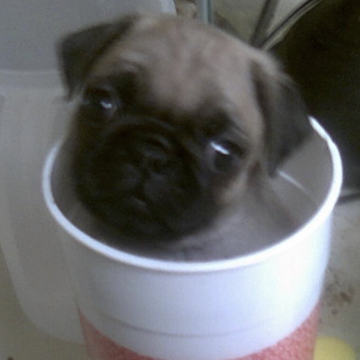 pug                   sug