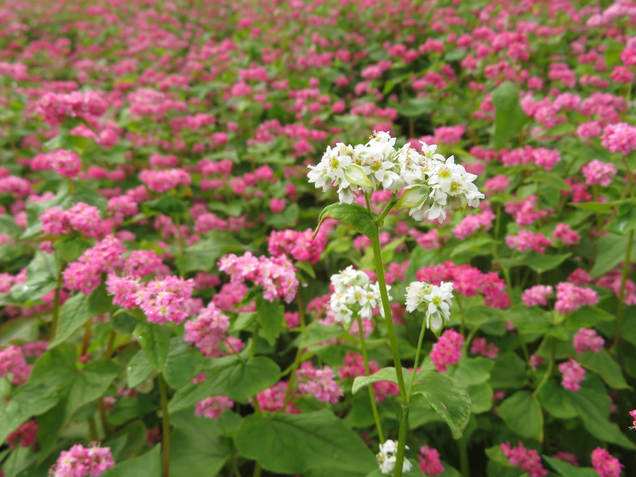 赤蕎麦の花 - Search / X