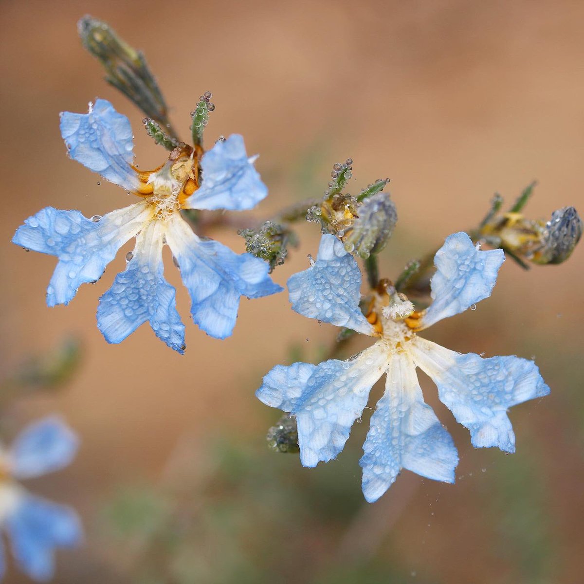 jason_nge's tweet photo. Hard to find blue flowers among the Australian flora, this is one of them - Lechenaultia biloba (Goodeniaceae)!
#Lechenaultia #LechenaultiaBiloba #Goodeniaceae #westernaustralia #waflora #Morangup #australiannativeplants #ozplants #biodiversity #nature #wildflowers https://t.co/etqFQeinBI