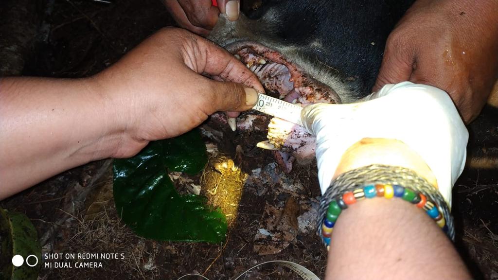 AcehBksda's tweet photo. 5. Berdasarkan observasi selama pengobatan dan kondisi luka, diputuskan pasca mendapat penanganan dari tim medis, satwa langsung dilepasliarkan untuk kembali bersama induknya. 
@kementerianlhk
@konservasi_ksdae
#BKSDAACEH
#FKL
#KSDAE
#KLHK
#kementerianlhk https://t.co/RsSqI9ojjx