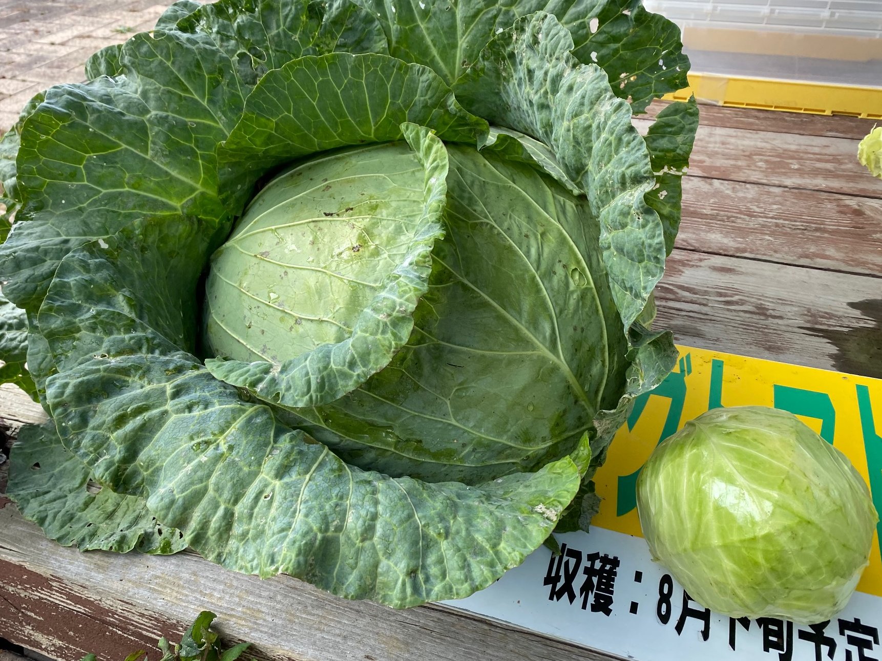 札幌集中のリアルby北海道新聞 取材班金子です 週末は札幌伝統野菜の巨大キャベツ 札幌大球 たいきゅう の収穫体験の取材に行ってきました この日の最大は直径43センチ 最重量は9 5キロ 1玉でお好み焼き100個作れるらしいです 笑 札幌集中のリアルby北海道新聞 取材班金子です 週末は札幌伝統野菜の巨大キャベツ 札幌大球 たいきゅう の収穫体験の取材に行ってきました この日の最大は直径43センチ 最重量は9 5キロ 1玉でお好み焼き100個作れるらしいです 笑