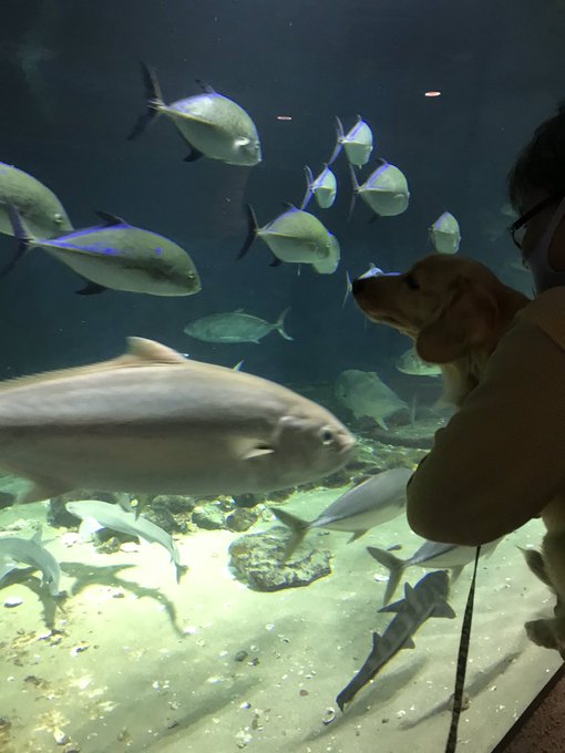 お魚 高画質 のtwitterイラスト検索結果