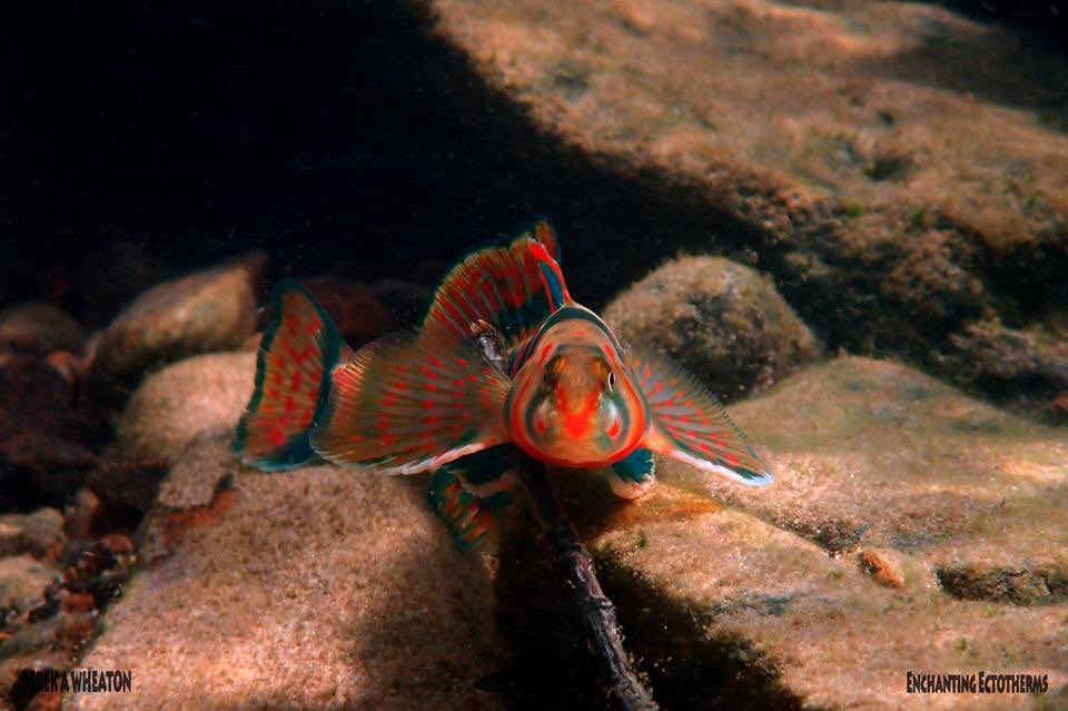 SolomonRDavid's tweet photo. Candy Darter stares into the camera...
Rest assured, #FreshVsSaltyFish is coming. cc @FishGuyKai @CoralReefFish
📷Derek Wheaton https://t.co/TBPpnvIPRe
