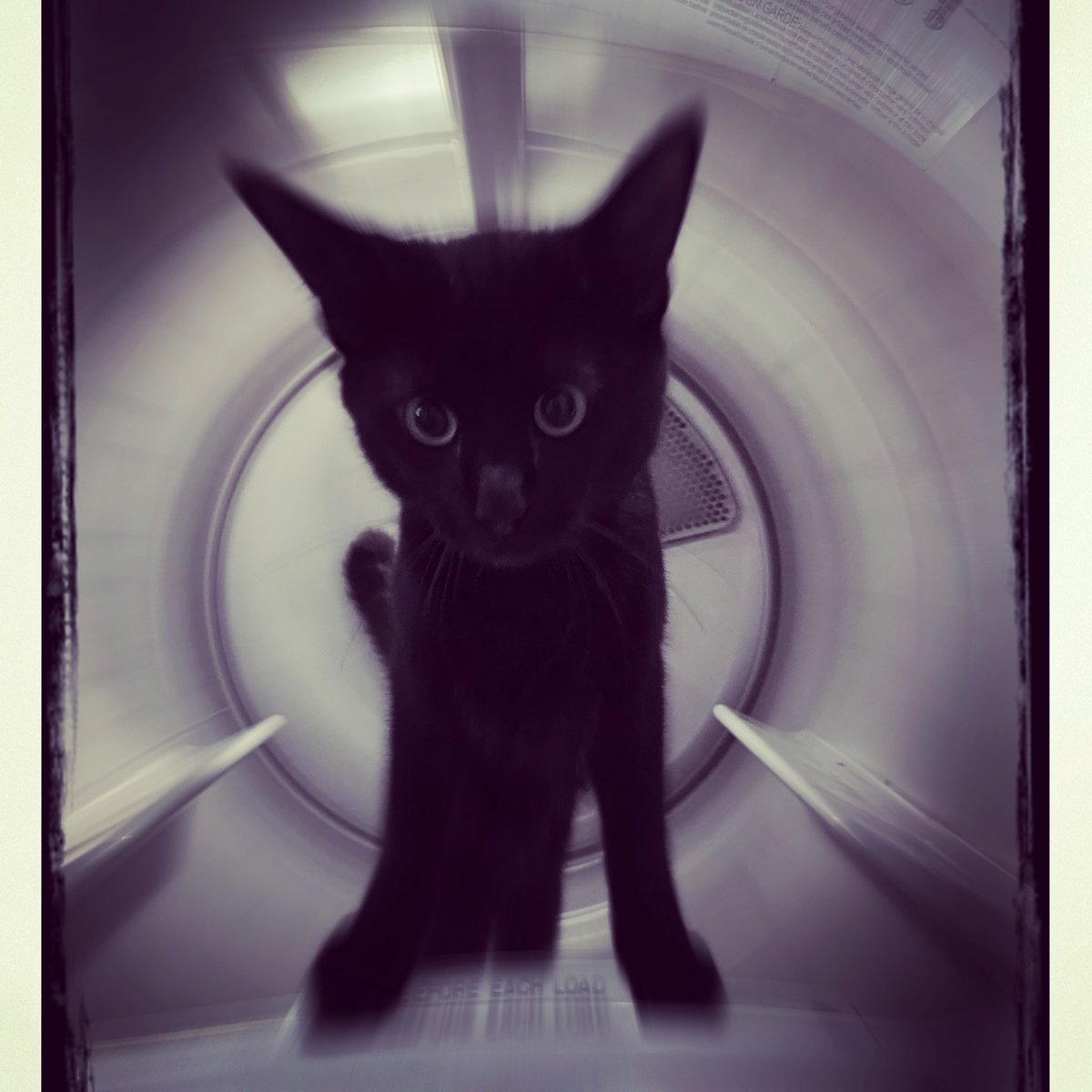 ipdegirl's tweet photo. Devil Kitty in space (He’s really hanging out in the dryer) #ipdegirl #LifeofKodak #blackcats #Hipstamatic https://t.co/LOu1KBbfDU