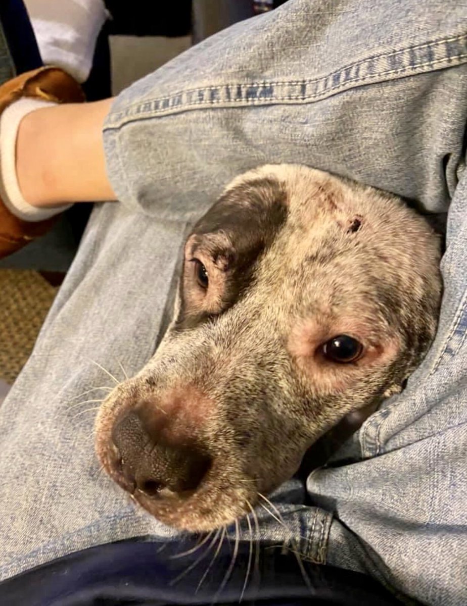 KeithOlbermann's tweet photo. We have three more dogs on death row at New York’s 
@nycacc
 pound. Your pledges - or just your RT’s - can give these dogs a chance at rescue and literally life. Please share their bios.

This is CC, who your efforts pulled off death row last week, in his new home as "Spanky." https://t.co/ZjtILfTkuP
