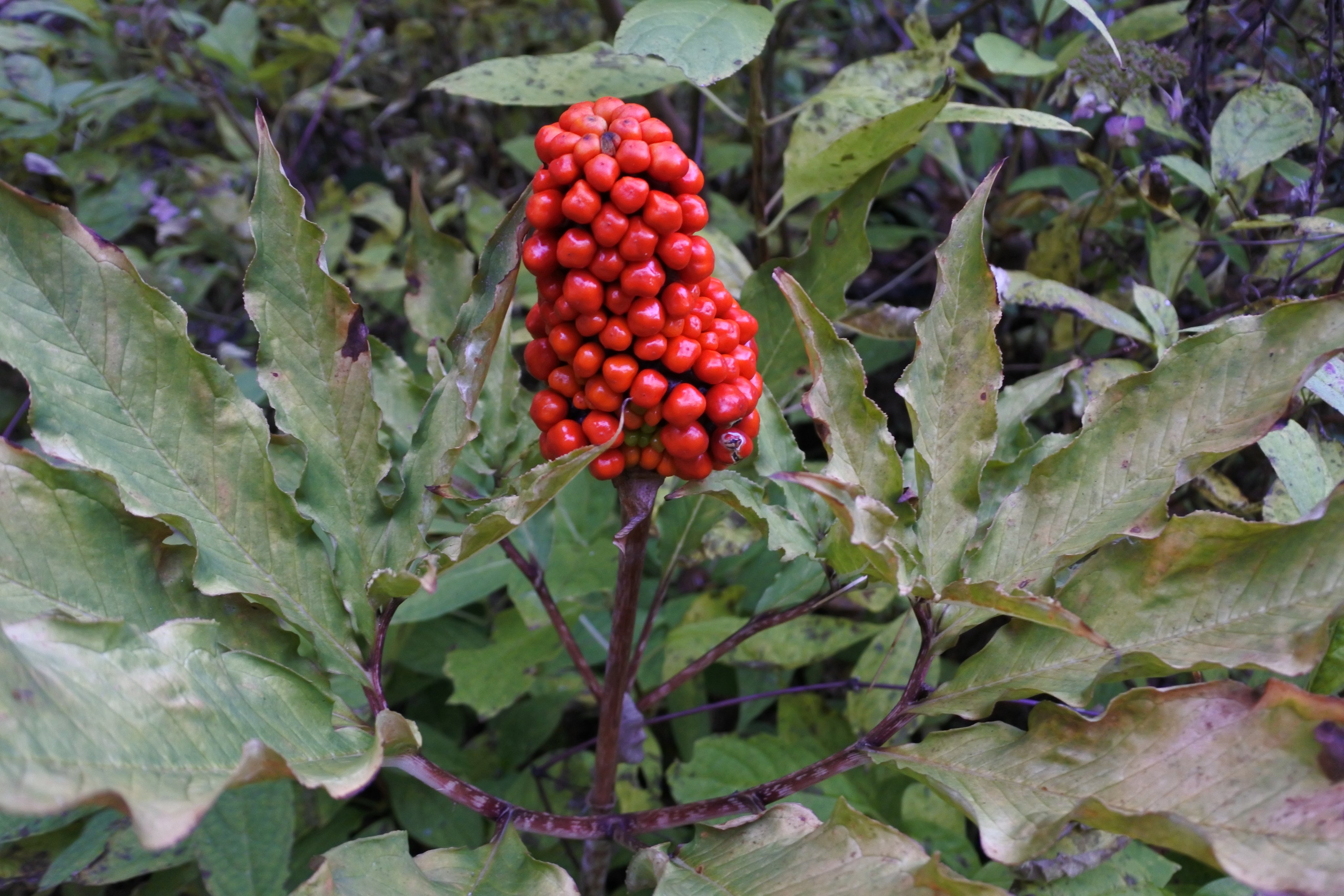 八ヶ岳オヤジ マムシグサが実を赤くしていました 里山を散策しているとマムシグサを見つけました 食べようと思う人はいないと思うが この多年草の植物は毒性を持っています いいじゃん北杜市 マムシグサ 山梨 北杜 T Co 6a2yeqaitp