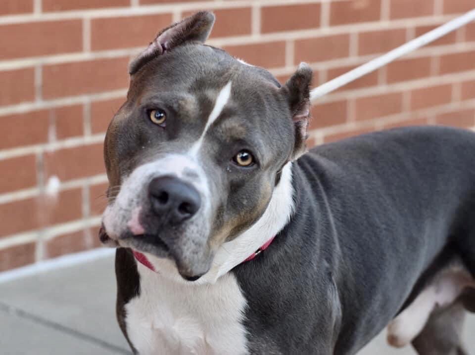 KeithOlbermann's tweet photo. Another handsome guy with a mesmerizing head tilt, Bino #102952 dies Thursday. It’d be the worst end to a tough life: he was abused and is now afraid of many men. Rescue pledges via @TomJumboGrumbo can save and train a goodhearted dog. PLEASE RT BINO! https://t.co/sB6CCYIZnw https://t.co/5nwk13KQFS