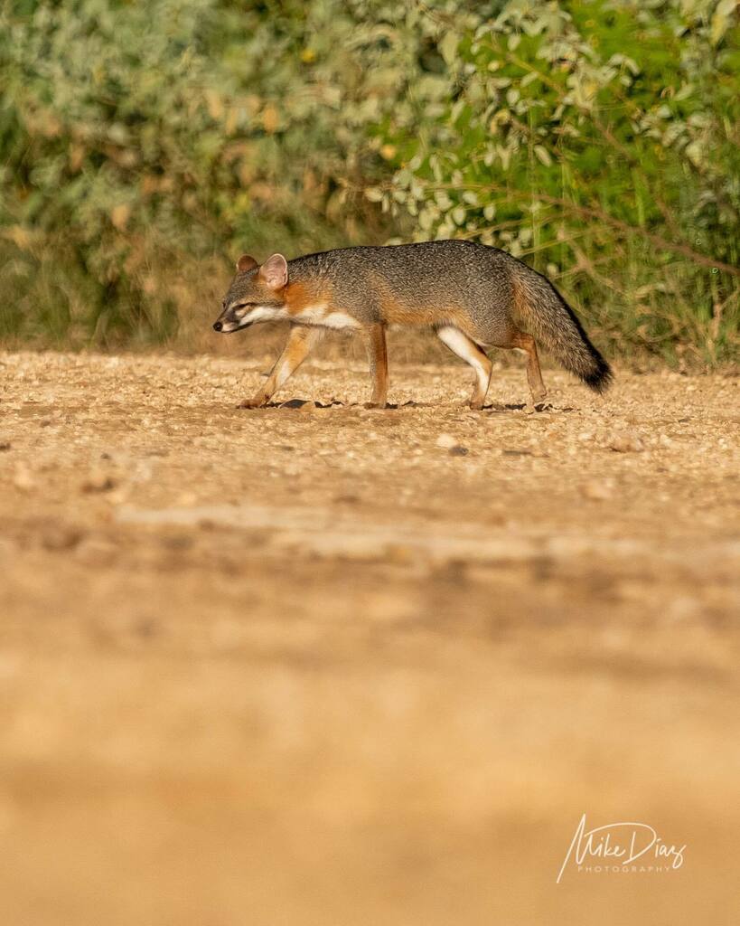mikediazphotomx's tweet photo. Que felicidad aún verlos libres en los montes yucatecos! Zorra Gris. Yucatán.
.
.
.
Lens: #sigmaphotomx #sigmaphotomexico #sigmaphoto #sigmalenses
Camera: #canon #canonmexicana #fotoinstacfm
Theme: #wildlifeplanet #natgeoyourshot #ourplanetdaily #yoursh… https://t.co/mwXEVzT64l https://t.co/WOt4CRszXn